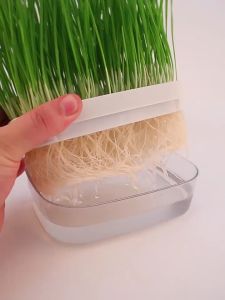 Rumput Kucing Tanpa Tanah Cat Grass Pot WheatGrass Benih Gandum Kucing