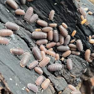 Isopod Cubaris murina ‘Little Sea’
