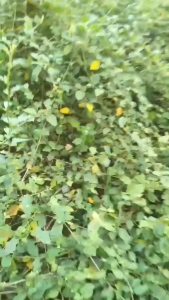 cà gai leo khô nghệ an phơi khô thơm dễ uống hỗ trợ giải độc gan làm mát gan bảo vệ lá gan..