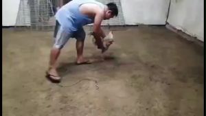 DUMMY TRAINING COCK FOR TRAINING GAMEFOWL