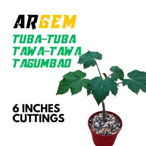 ARGEM 25pcs Tuba-tuba Tagumbao o Tawa-tawa Cuttings for Planting