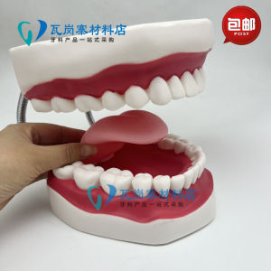 Mô Hình Đánh Răng Răng Miệng 6 Lần Phóng Đại Cho Trẻ Mẫu Giáo Mô Hình Răng Lưỡi Để Giáo Dục Trẻ Em Về Cách Đánh Răng