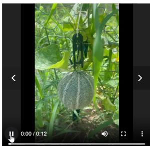 Melon Stalk Support / Penyangga Tangkai Buah Melon Hooks