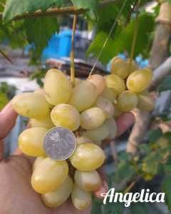 bibit anggur super genjah Angelica