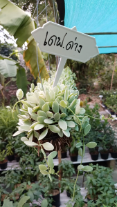 ต้นเดฟด่าง พร้อมลวดแขวน ต้นเดฟ ต้นเดป ใบด่าง Dischidia