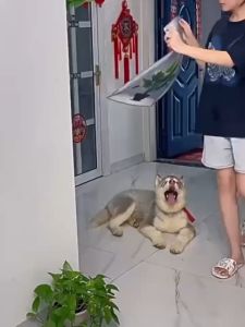 Wall Sticker 3D Effect Potted Green Plants Theme DIY Living Room Bedroom Decoration Wall Art Decal H（1pcs）