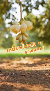 กัปตันเรือ เมจิก100 ขนาด 1 ลิตร สารเสริมประสิทธิภาพ สูตรเข้มข้น ช่วยให้พืชโตเร็ว ขั้วเหนียว ลดการหลุดร่วง ละลายน้ำดี ใช้ในพืชทุกชนิด npkplant