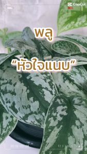 พลูหัวใจแนบ (กระถาง 7 นิ้ว) ลายเอ็กโซติก้า ต้นไม้มงคล ต้นไม้ฟอกอากาศ ต้นไม้