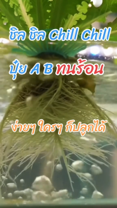 ชิล ชิล ปุ๋ยABทนร้อน ใหม่**เข้มข้นยิ่งๆ**มี 250ml- ถึง 5 ลิตร **สั่งเพิ่มเมล็ดผักได้แล้ว**