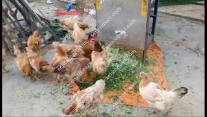 Máy xay cỏ đa năng băm rau bèo làm thức ăn chăn nuôi giá rẻ