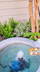 DermaCore COS Shampoo【แท้💯】แชมพูอาบน้ำประกอบการรักษา โรคผิวหนังติดเชื้อสำหรับสัตว์เลี้ยง