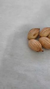 Bunga Biji Kering Biji Palm Per 3 Pcs Hiasan Parcel Hampers Souvenir Rustic Vintage
