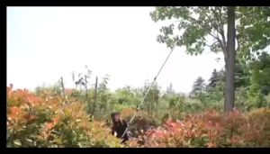 กรรไกรตัดหนีบ กรรไกรตัดหนีบผลไม้ด้ามยาว(กรรไกรยาว 3 เมตร) เมื่อสไลด์เก็บ ยาว1.8 เมตร (แถมฟรีใบเลื่ยสำหรับตัดกิ่งไม้ใหญ่) กรรไกรตัดผลไม้