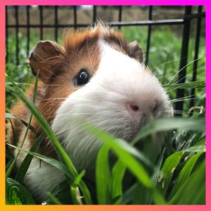 SeedsPLAZA™ - Guinea Pig Grass Seeds Mix Handpicked - Treat Your Meerschwein (10grams) + Planting Instruction for Seed