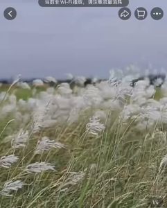 Outdoor Folding Chair Convenient Portable Picnic kmit chair Good Quality