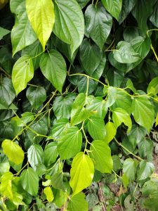 Ikmo or gawed for bettle leaf