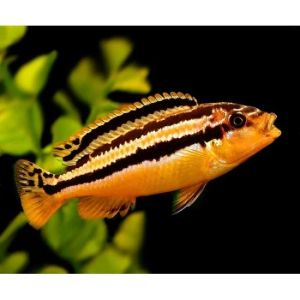 Auratus Cichlid/Golden Mbuna/Ornamental fish/Freshwater/Readystock