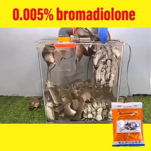 【Died in 1 minute】1sachet kills 10000 rats Rat Bait/Mouse Bait. ubat halau tikus racun tikus paling kuat Safe and Effective Rat Control Long Lasting Effect Beli 1 Percuma 2 Warehouse Restaurant Indoor Outdoor Die after eating il