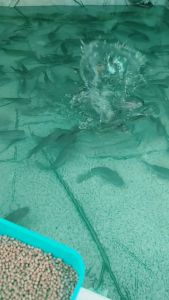 Grower Floating Pellets: TATEH Aquafeeds 1KG for Tilapia, Hito, Bangus, Koi & More