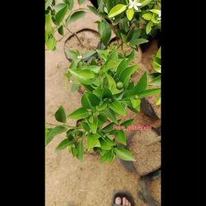 Bibit Jeruk Siam Madu Kondisi Berbuah Manis