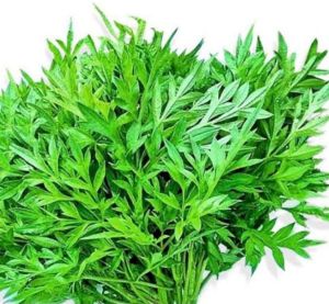 bibit kenikirpohon kenikir siap tanam.