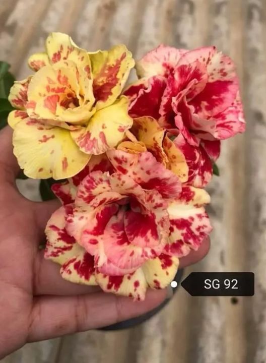 佚名 花卉 花卉-雀尾花| LIEFS GARDEN