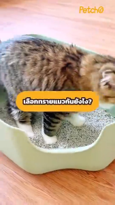 Petcho  ทรายแมวเต้าหู้ 10L เกรดพรีเมียม ขนาดอนุภาคเล็ก 1.5 มม จับตัวเป็นก้อนเร็ว ดับกลิ่นดีเยี่ยม Natural Tofu Cat Litter