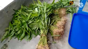 Mesin cacah rumput otomatis CH-120D Alat pencacah daun pandan otomatis/Mesin pencacah daun/Chopper mini