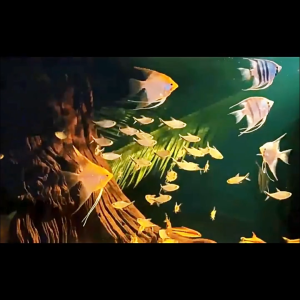 3 สี โคมไฟตู้ปลา LED ไฟคลิปตู้ปลา Mini Led ปรับโฟกัสได้ การหมุน 360° หรี่แสงได้