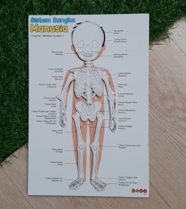 Alat Peraga Sistem Rangka Manusia mainan edukasi
