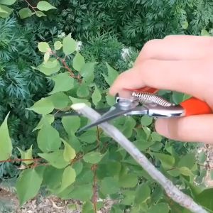 Garden Scissors Fruit Pruning Scissor Flower Plant Tree Pruner Cutter Shears Tool Pruning Shears Fruit Picking