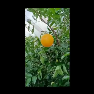 Sticky Trap Ball Hanging Fly Trap Sticky Fruit Fly Trap Insect Pest Catcher Perangkap Serangga