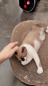 Cat Grocer 600mm Biggest Cat Scratch Oval Cat Scratcher Cat Bowl Cat Papan Pencakar Kucing Mangkuk Besar Kucing tidur main