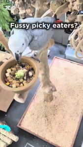 Promix80 parrot food bird food 500g meal seeds lovebirds cockatiels scientific balanced diet