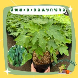 มะละกอแขกนวล เหมาะสำหรับตำส้มตำ เนื้อกรอบ ผักสวนครัว ผักสวนครัวปลูกง่าย ผักสวนครัวพร้อมปลูก ผักออร์แกนิก