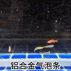 Fish Tank Bubble Strip Oxygenation Strip Stone Curtain Aluminum Alloy Nano Oxygenation Strip 铝合金增氧气泡条(READY STOCK)