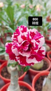 Adenium Obesum Bonsai ID 800 锦鲤 富贵花