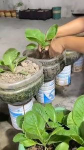 COD EPOCH 1 Set Sekop Mini Untuk Tanaman Hias Shovel Spade Gardening Tools 3 PCS /  Sekop Mini Serbaguna  Berkebun / Sekop Set  Tanaman / Baja Asli Murah Sekop Untuk Arang