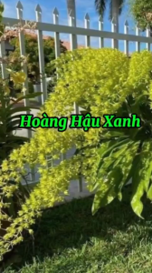 HOÀNG HẬU XANH