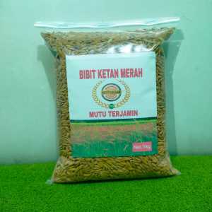 Padi Ketan Putih Pilihan Original Kemasan 500 Gram ML