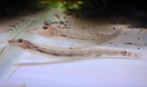 Horseface Loach (Acantopsis dialuzona) | Live animal