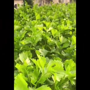 AAA 🇹🇭 ผักซอง 3A J006# คะน้าฮ่องกง (พันธุ์กวนอู) ผักซองตั้ง คะน้า ผักซองจัมโบ้ เมล็ดพันธุ์ผัก AAA สามเอ ผักซองราคาถูก