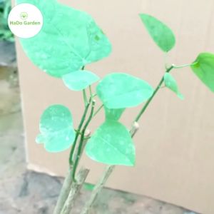 Rau Bò Khai(dây hương rau dạ hiến khau hương rau ngót leo...) rau sạch cho mọi gia đình