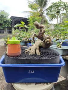 bonsai sancang meliuk kode s28