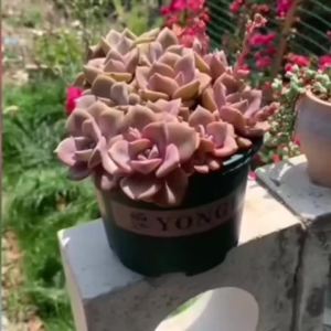 4 Pieces of Flower Pot Trays Resin Trays for Succulent Plants Plastic Flower Pot Drip Trays Creative Flower Pot Trays