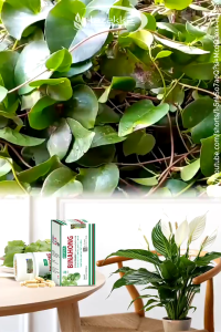 Tazakka Binahong Original 60 Kapsul Membantu Pemulihan Pasca Operasi