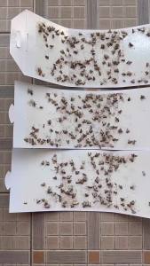 Moth Trap Moth Killer Trap Moth Sticker Moth Gnats Mothflies Indian Meal Moth Flour Moth Trap 1 Piece Pack