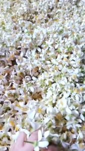 Tinh dầu hoa Bưởi chai 10-100ml - Hương thơm nhẹ nhàng và rất thanh tao thư giãn