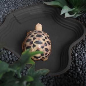 Reptile Water Dish Turtle Bathing Basin Frog Bathing Basin Can Be Used As Food Bowl And Water Basin For Reptiles & amphibians