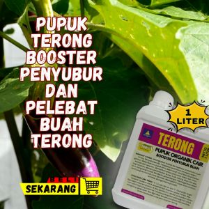 Pupuk Cair Untuk Tanaman Terong / Pupuk Pelebat Buah Terong Ungu / Obat Penyubur Buah Terong Organik